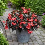 Begonia Dragon Wing Red Bronze Leaves - во саксија Ø13